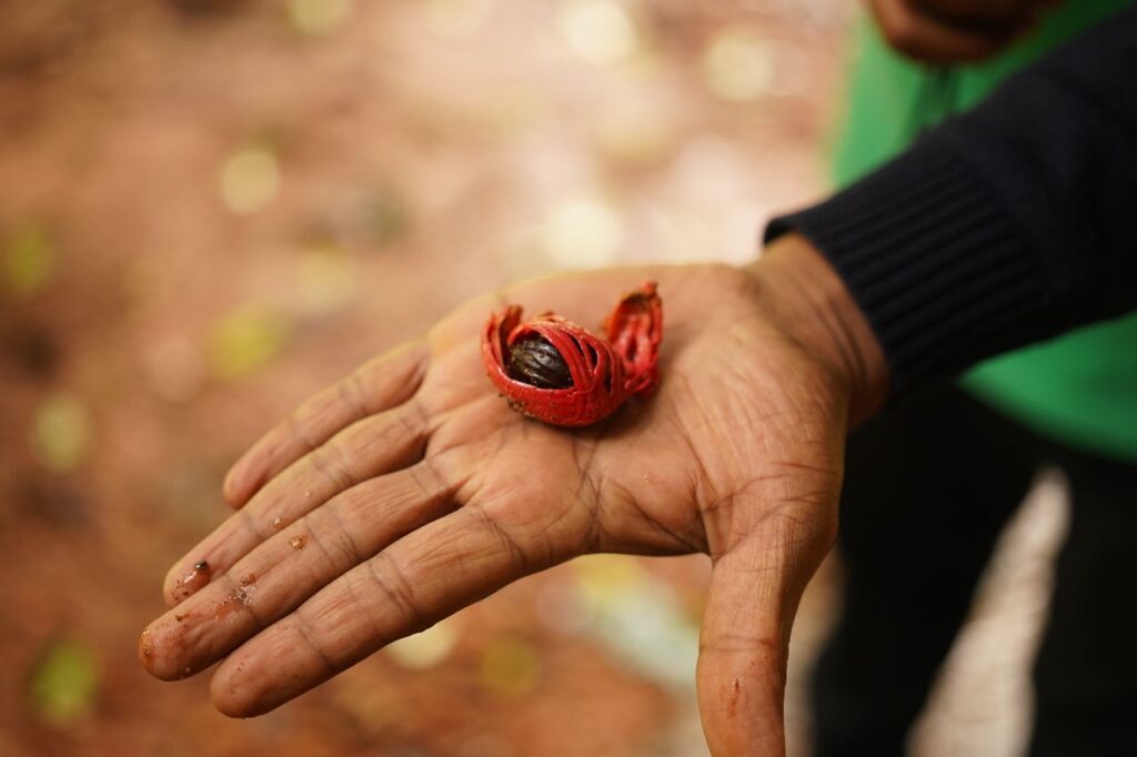 Natural Mace Spice showcasing its rich aroma and color
