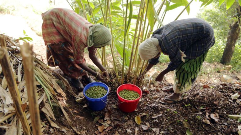 Farmers harvesting fresh green peppercorns in Kerala, showcasing the traditional cultivation of Kerala spices