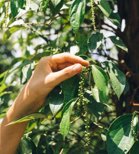 Carefully selected Kerala spices chosen for their natural aroma, flavour and quality