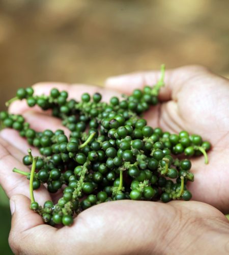 Fresh green peppercorns harvested in Kerala, representing authentic Kerala spices